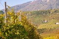 The famous Prosecco vineyards Nortern Italy, Veneto Region. Color image Royalty Free Stock Photo