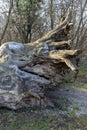 The famous Rakoczi tree near Paradfurdo Royalty Free Stock Photo