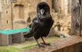 Famous ravens at the Tower of London. They are known as the guardians of the Tower.