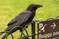 Famous ravens at the Tower of London. They are known as the guardians of the Tower.