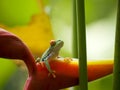 The famous red eyed tree frog Royalty Free Stock Photo