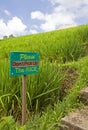 Asian rice field Royalty Free Stock Photo
