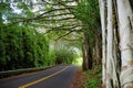 Famous Road to Hana fraught with narrow one-lane bridges, hairpin turns and incredible island views, Maui, Hawaii Royalty Free Stock Photo