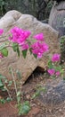 Famous rocks of Hyderabad Deccan plateau