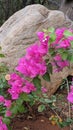 Famous rocks of Hyderabad Deccan plateau