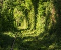 Famous romantic place called Tunnel of Love, Klevan, Ukraine.  natural summer spring background Royalty Free Stock Photo