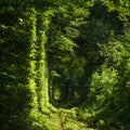 Famous romantic place called Tunnel of Love, Klevan, Ukraine.  natural summer spring background Royalty Free Stock Photo