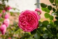 The famous Rosa Centifolia Foliacea, the Provence Rose or Cabbage Rose