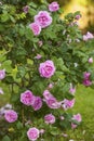 Rosa Centifolia Foliacea The Provence Rose or Cabbage Rose is a hybrid