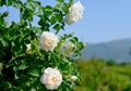 The famous rose fields in the Thracian Valley near Kazanlak Royalty Free Stock Photo