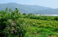 The famous rose fields in the Thracian Valley near Kazanlak Royalty Free Stock Photo