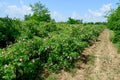 The famous rose fields in the Thracian Valley near Kazanlak Royalty Free Stock Photo