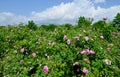 The famous rose fields in the Thracian Valley near Kazanlak Royalty Free Stock Photo