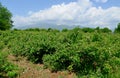 The famous rose fields in the Thracian Valley near Kazanlak Royalty Free Stock Photo