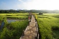 Famous Rural Green rice fields and bamboo bridge