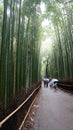 The famous Sagano Bamboo Forest Royalty Free Stock Photo
