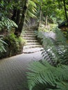 silver fern jungle, walkway, stair. Royalty Free Stock Photo