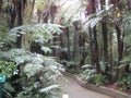The famous silver fern jungle