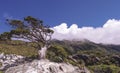 A famous single-seed juniper Juniperus squamata Lamb stands at the Jiaming Lake Trail, Yushan National Park, Taitung, Taiwan Royalty Free Stock Photo