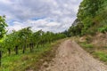 Famous slate soils vineyards on the Moselle