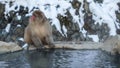 The famous snow monkeys drinking water in natural onsen hot springs of Japan Royalty Free Stock Photo