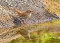 Common Nightingale - Luscinia megarhynchos, Mallorca.