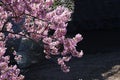 Cherry blossoms called Kawazuzakura Royalty Free Stock Photo