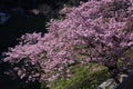 Cherry blossoms called Kawazuzakura Royalty Free Stock Photo