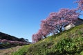 Cherry blossoms called Kawazuzakura Royalty Free Stock Photo