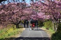 Cherry blossoms called Kawazuzakura Royalty Free Stock Photo