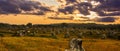 Famous Standing Stones at Carnac in the Morbihan Department in Brittany in North-western France. Royalty Free Stock Photo