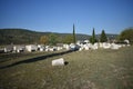 The famous stecci in Radimlja medieval necropolis