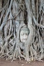 The famous buddha head, Ayutthaya, Thailand