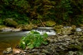 Kamenice stream