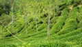 Famous taiwan tea farm