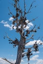 The famous tamarisk shoe tree near Amboy on Route 66