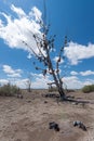 The famous tamarisk shoe tree near Amboy on Route 66