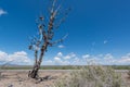 The famous tamarisk shoe tree near Amboy on Route 66