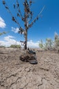 The famous tamarisk shoe tree near Amboy on Route 66