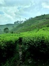 Puncak Bogor is one of the famous tea gardens in Indonesia Royalty Free Stock Photo
