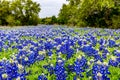 Famous Texas Bluebonnet Lupinus texensis Wildflowers. Royalty Free Stock Photo