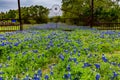 Famous Texas Bluebonnet Lupinus texensis Wildflowers. Royalty Free Stock Photo