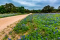 Famous Texas Bluebonnet Wildflowers on Dirt Road.