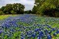 Famous Texas Bluebonnet (Lupinus texensis) Wildflowers. Royalty Free Stock Photo