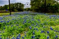 Famous Texas Bluebonnet (Lupinus texensis) Wildflowers. Royalty Free Stock Photo