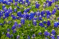 Famous Texas Bluebonnet (Lupinus texensis) Wildflowers. Royalty Free Stock Photo