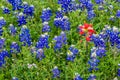 Famous Texas Bluebonnet (Lupinus texensis) Wildflowers.