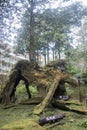 The famous three generations of trees in Alishan National Forest Recreation Area in Taiwan