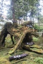 The famous three generations of trees in Alishan National Forest Recreation Area in Taiwan