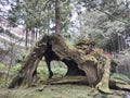 Famous three generations of trees in Alishan National Park in Taiwan